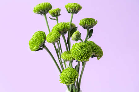 Green chrysanthemum flowers on lilac background, closeupの写真素材