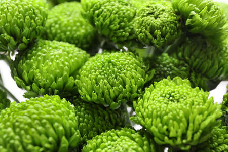 Many beautiful green chrysanthemum flowers as background, closeupの写真素材