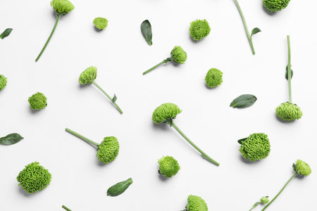 Many green chrysanthemum flowers on white background, closeupの写真素材
