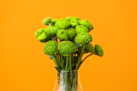 Vase with green chrysanthemum flowers on color background, closeupの写真素材