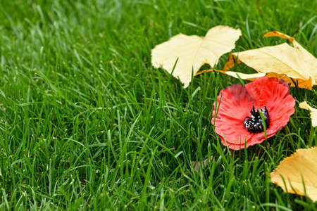 Poppy flower with fallen leaves on green grass. Remembrance Day