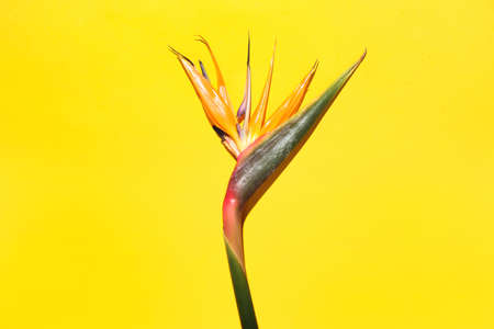 Bird of paradise flower on yellow background, closeupの写真素材
