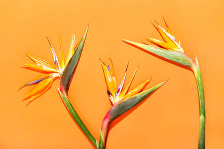Strelitzia flowers on color background, closeupの写真素材