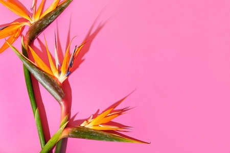 Beautiful strelitzia flowers on pink background, closeupの写真素材