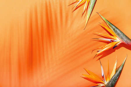 Beautiful strelitzia flowers and palm leaf shadow on color backgroundの写真素材