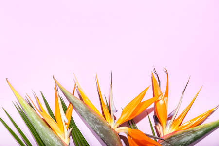 Beautiful strelitzia flowers on lilac background, closeupの写真素材