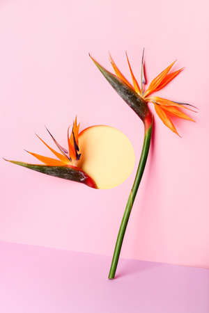 Composition with beautiful strelitzia flowers on color backgroundの写真素材