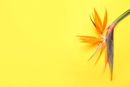 Beautiful strelitzia flower on yellow background, closeupの写真素材