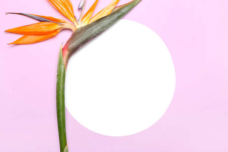 Blank card and beautiful strelitzia flower on lilac background, closeupの写真素材