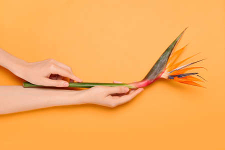 Female hands with beautiful bird of paradise flower on color background, closeupの写真素材