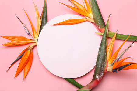 Blank card and beautiful strelitzia flowers on pink background, closeupの写真素材