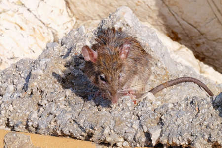 Cute gray rat outdoors on sunny dayの写真素材