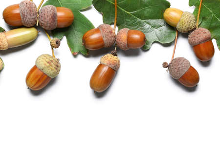 Oak tree leaves and acorns on white background, closeupの写真素材