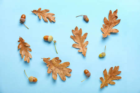 Dry oak tree leaves and acorns on color backgroundの写真素材