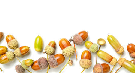 Beautiful oak acorns on white backgroundの写真素材