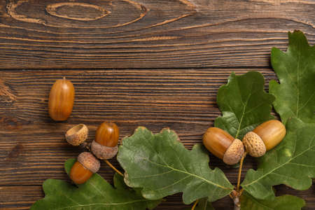 Oak tree leaves and acorns on wooden backgroundの写真素材