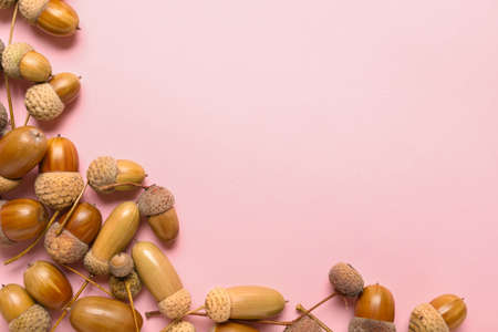 Oak acorns on pink background, closeupの写真素材