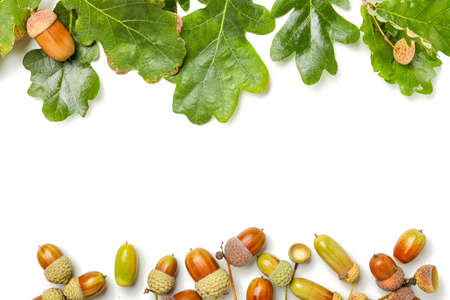 Oak tree leaves and acorns on white backgroundの写真素材