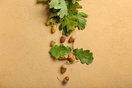 Green oak tree leaves and acorns on color backgroundの写真素材