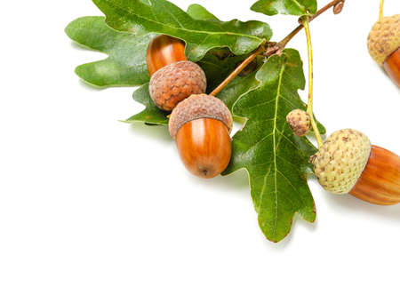 Oak tree branch with acorns and green leaves on white background, closeup
