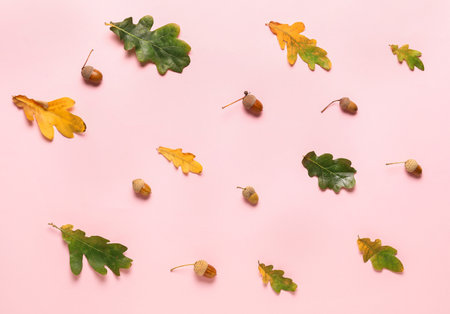 Oak tree leaves and acorns on pink background