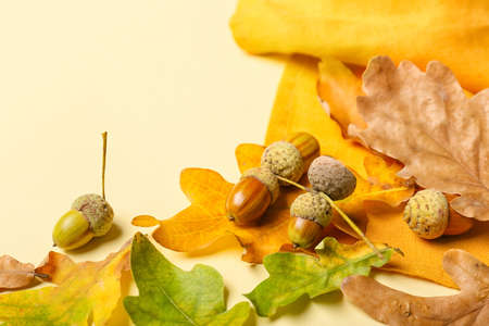 Oak tree branch with leaves and acorns on color background, closeupの写真素材