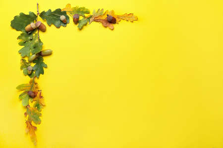 Oak acorns and leaves on yellow background