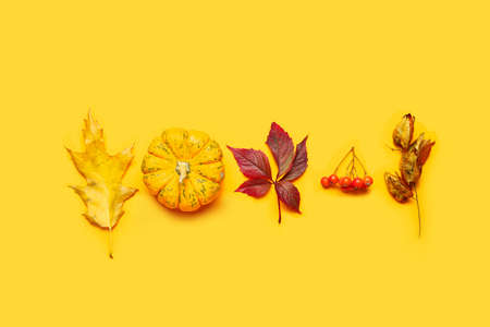 leaves Dry, pumpkin and rowan on color backgroundの写真素材