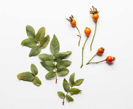 Composition with fresh rose hip berries and leaves on white background
