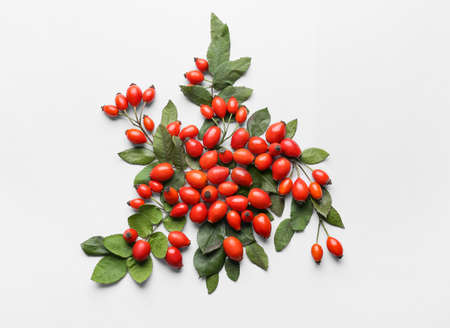 Fresh rose hip berries on white background