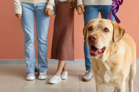 Funny Labrador dog with family near beige wall, closeup