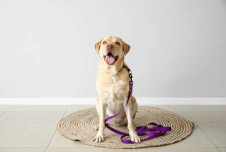 Funny Labrador dog with leash sitting near light wall