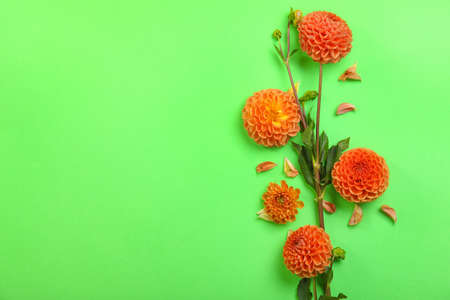 Beautiful dahlia flowers on green background, closeupの写真素材