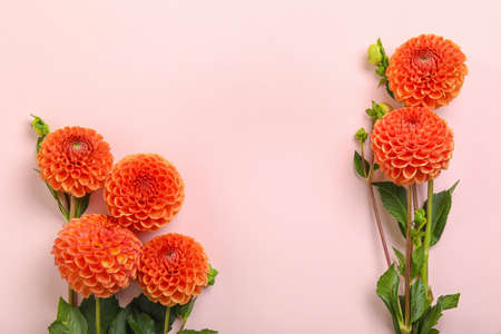 Dahlia flowers on pink background, closeupの写真素材