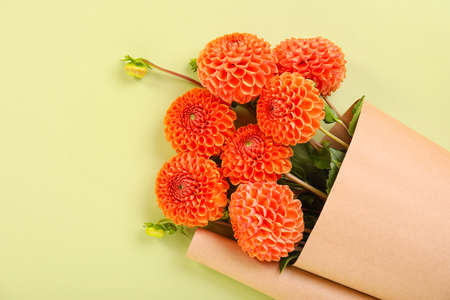 Beautiful dahlia flowers wrapped in paper on color background, closeupの写真素材