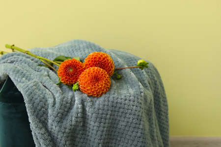 Beautiful dahlia flowers on pouf near color wall, closeupの写真素材