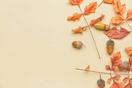 Acorns and dry leaves on color background, closeup