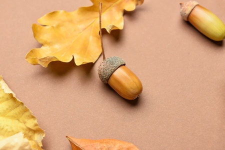 Acorns and dry oak leaves on color background, closeupの写真素材
