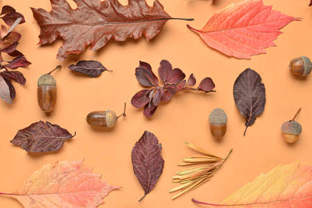 Acorns and fallen leaves on color background, closeup