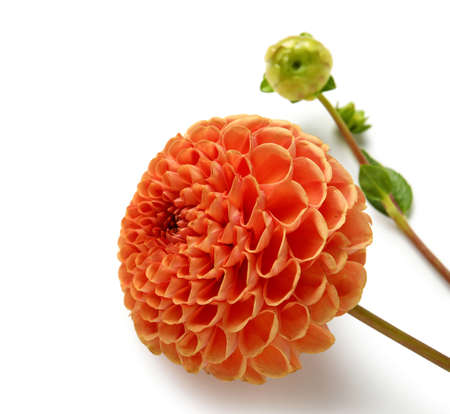 Beautiful dahlia isolated on white background, closeupの写真素材