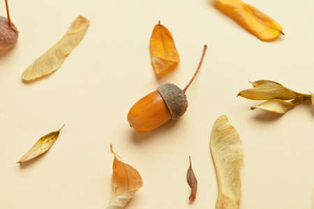 Acorn and dry leaves on color backgroundの写真素材