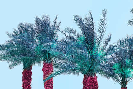 Tropical palms of unusual color against blue skyの写真素材