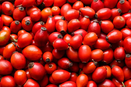 Fresh rose hip berries as backgroundの写真素材