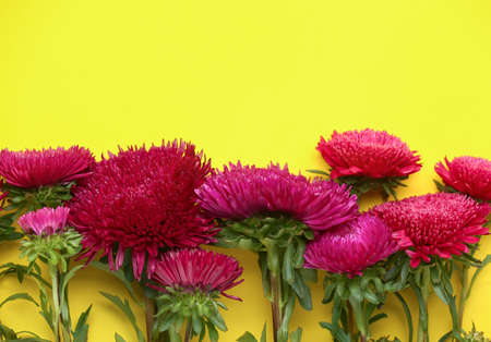 Many beautiful aster flowers on yellow background, closeupの写真素材