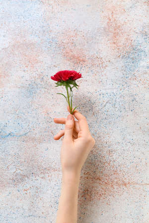 Female hand with beautiful aster flower on light background, closeupの写真素材