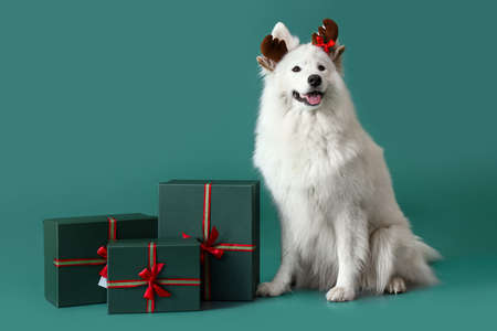 Cute Samoyed dog with Christmas gifts on color backgroundの写真素材