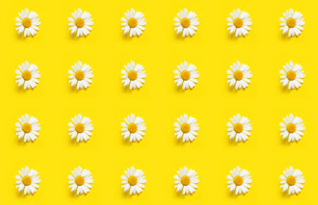 Many chamomile flowers on yellow background. pattern for designの写真素材