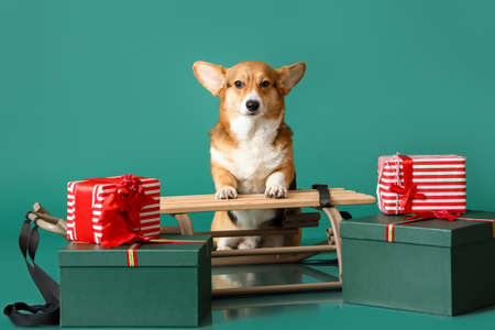 Cute Corgi dog with Christmas gifts and sledge on color backgroundの写真素材