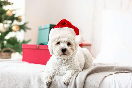 Cute dog in Santa hat at home on Christmas eve