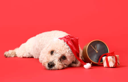 Cute dog in Santa hat, with Christmas gift and alarm clock on color backgroundの写真素材